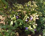 Torenia fournieri. Цветущее растение. Украина, г. Запорожье, клумба возле дома, недалеко от Прибрежной автомагистрали. 22.07.2014.