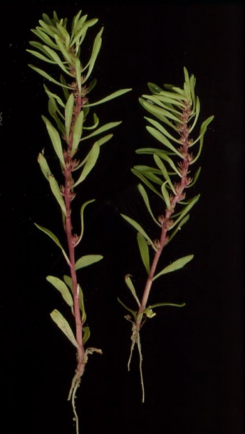 Изображение особи Peplis alternifolia.