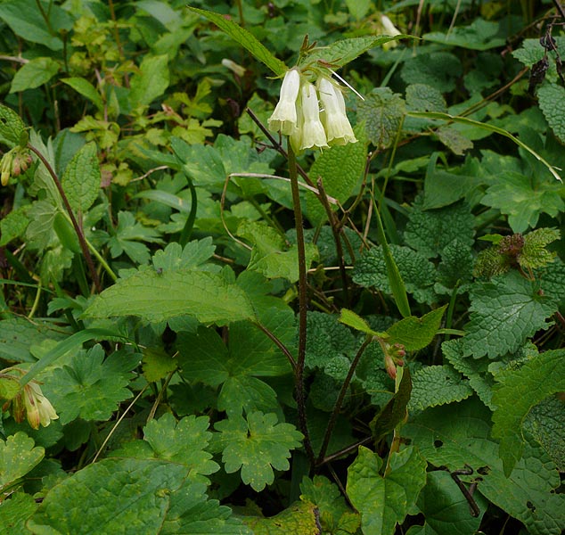 Image of Symphytum grandiflorum specimen.