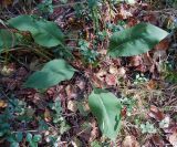 Pulmonaria mollis