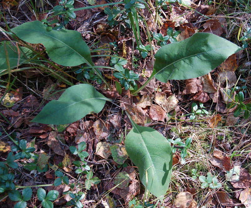 Image of Pulmonaria mollis specimen.