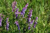 Vicia tenuifolia