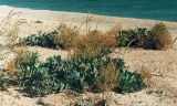 Crambe maritima. Плодоносящие растения на ракушечниковом пляже на берегу Азовского моря. Крым, Арабатская стрелка. Начало июля.