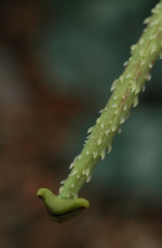 Image of Glaucium squamigerum specimen.