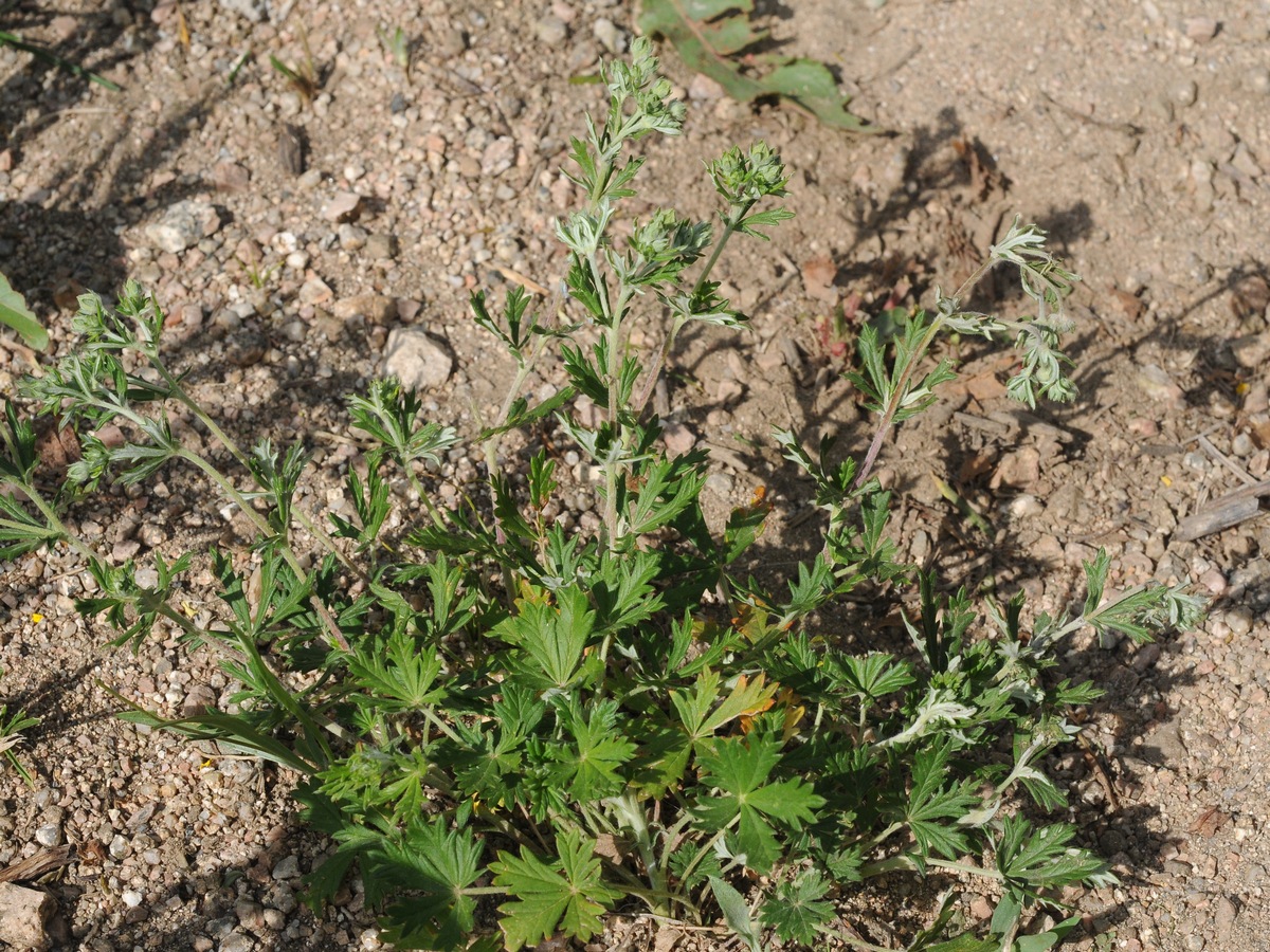 Image of Potentilla argentea specimen.