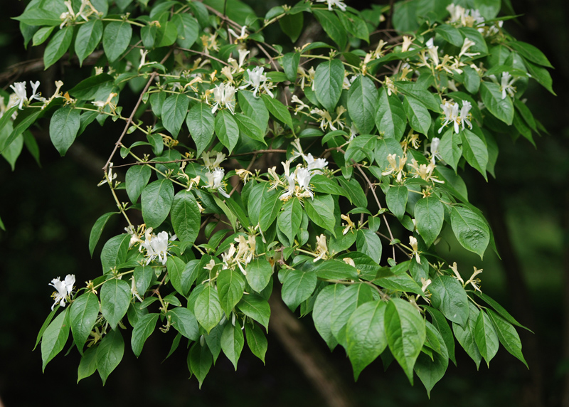 Image of Lonicera maackii specimen.