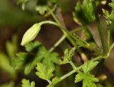 Clematis latisecta. Часть побега с бутоном. Приморский край, Шкотовский р-н, окр. с. Петровка, остепнённый склон, обращенный к долине р. Петровки. 21.07.2015.