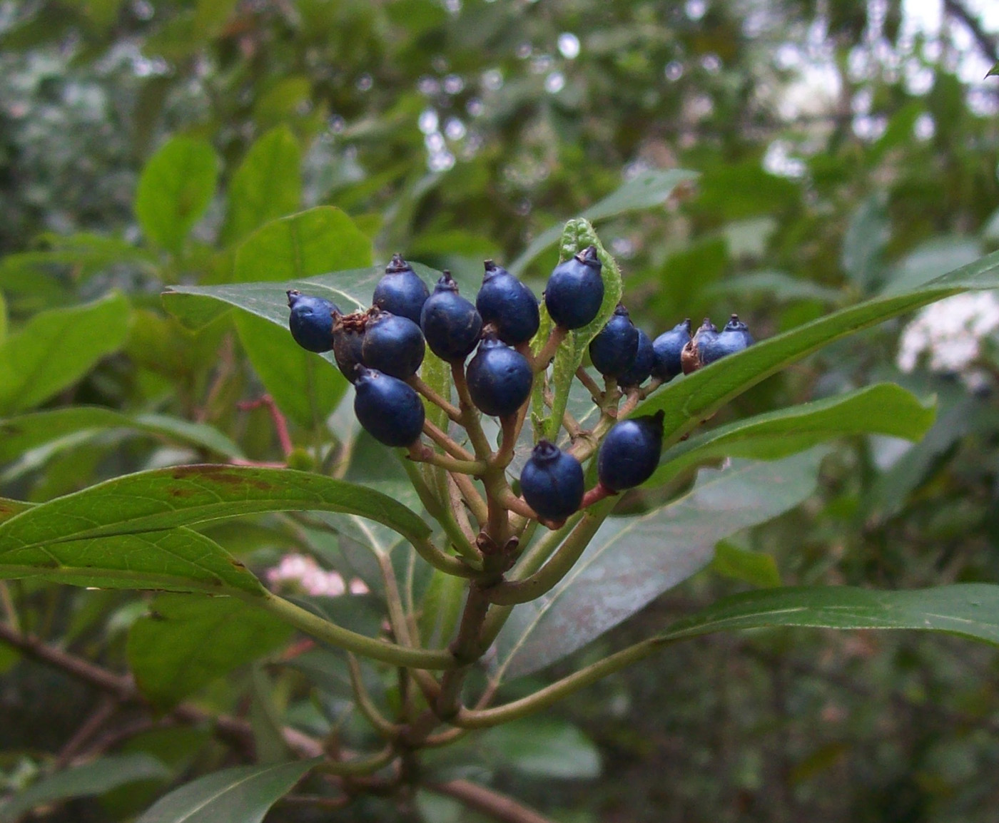 Изображение особи Viburnum tinus.