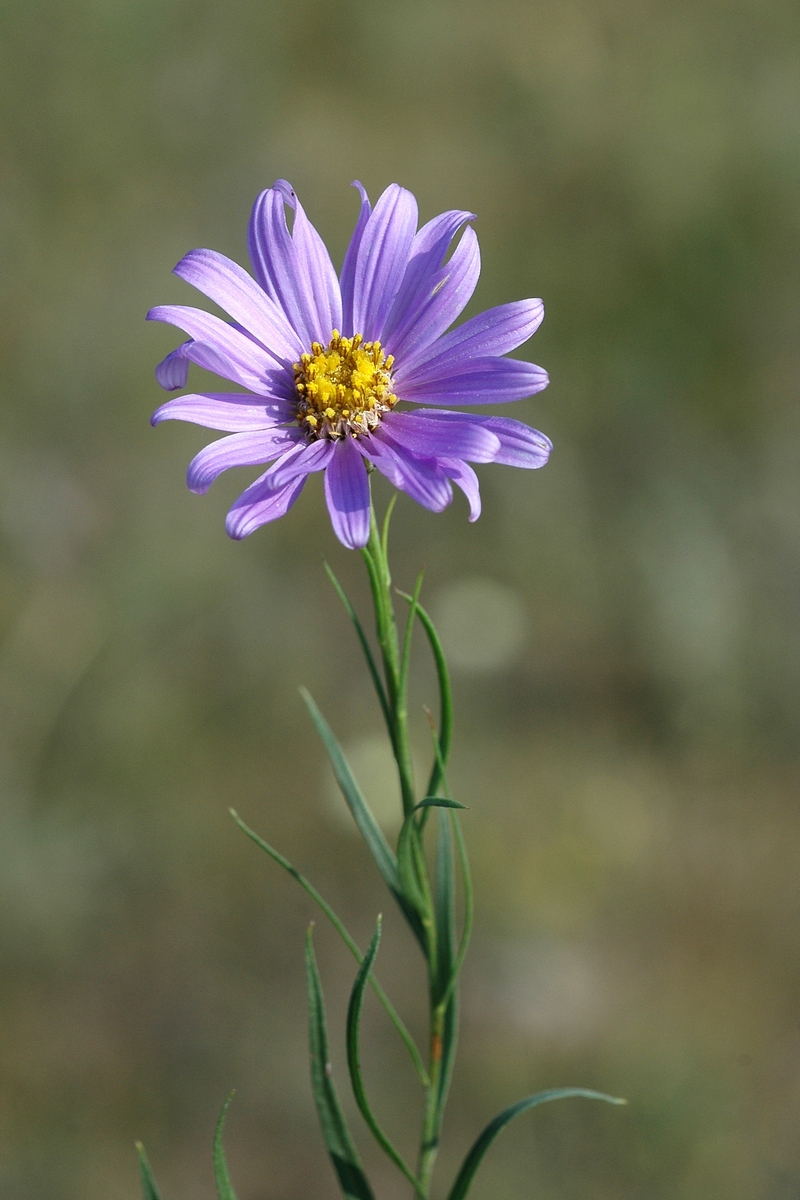 Image of Galatella hauptii specimen.