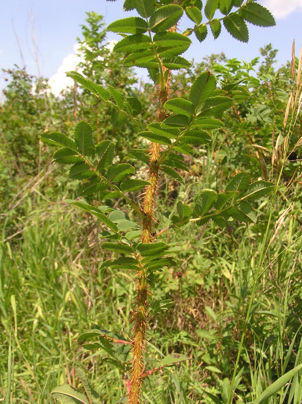 Image of Rosa spinosissima specimen.