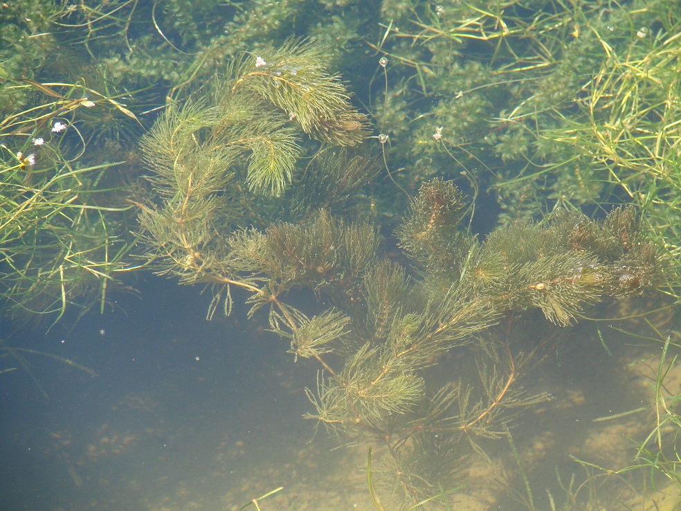 Image of Ceratophyllum demersum specimen.