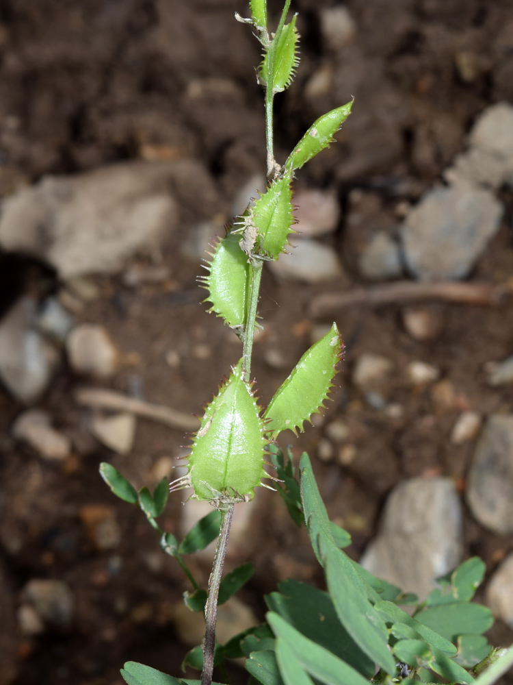 Изображение особи Astragalus schmalhausenii.