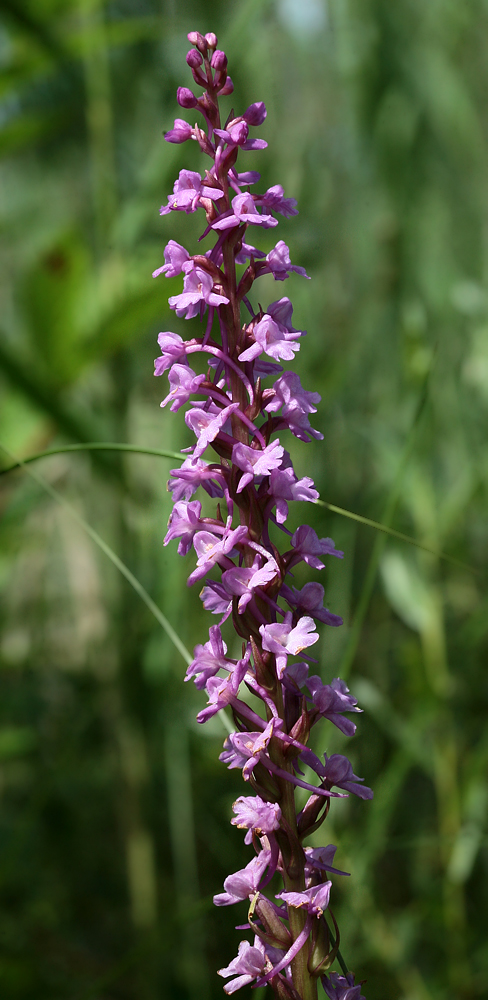 Image of Gymnadenia conopsea specimen.