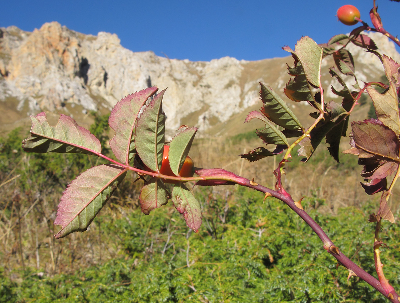 Image of Rosa canina specimen.