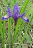 Iris uniflora