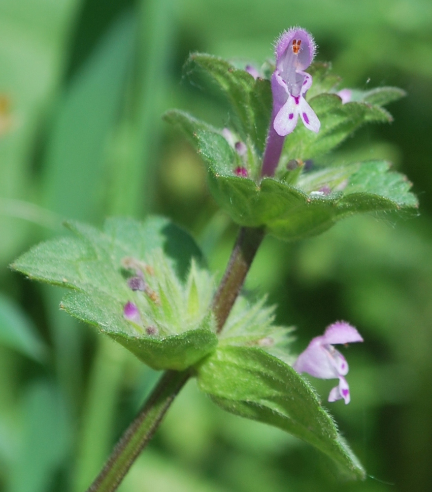 Изображение особи Lamium amplexicaule.