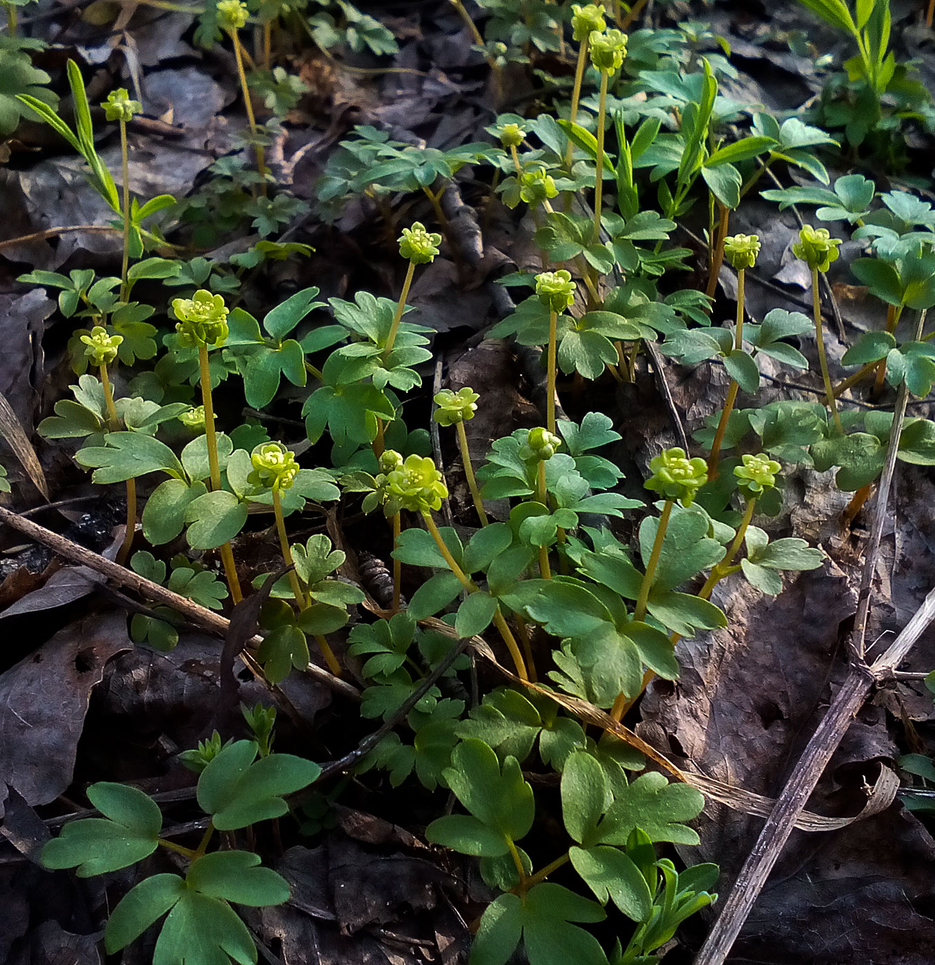 Image of Adoxa moschatellina specimen.