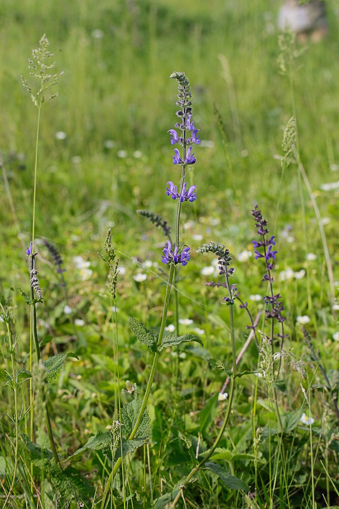 Image of Salvia stepposa specimen.