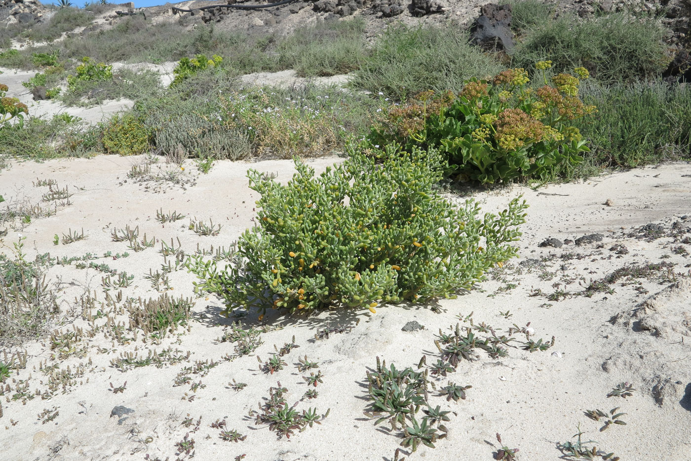 Image of Tetraena fontanesii specimen.