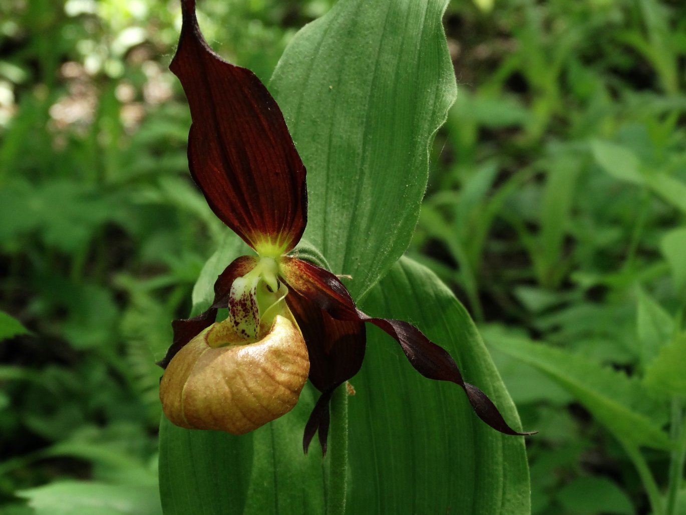 Image of Cypripedium × microsaccos specimen.