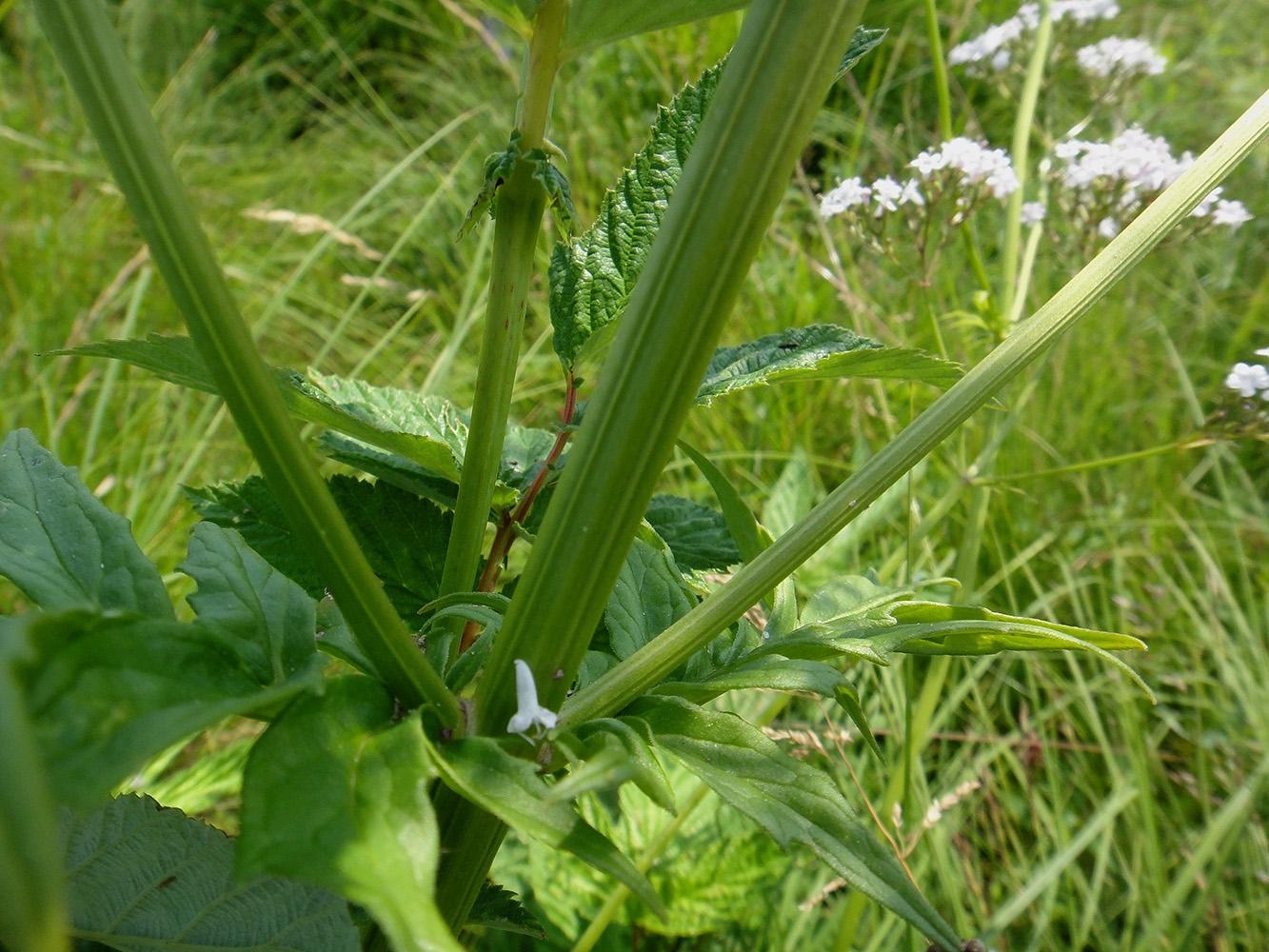 Image of genus Valeriana specimen.