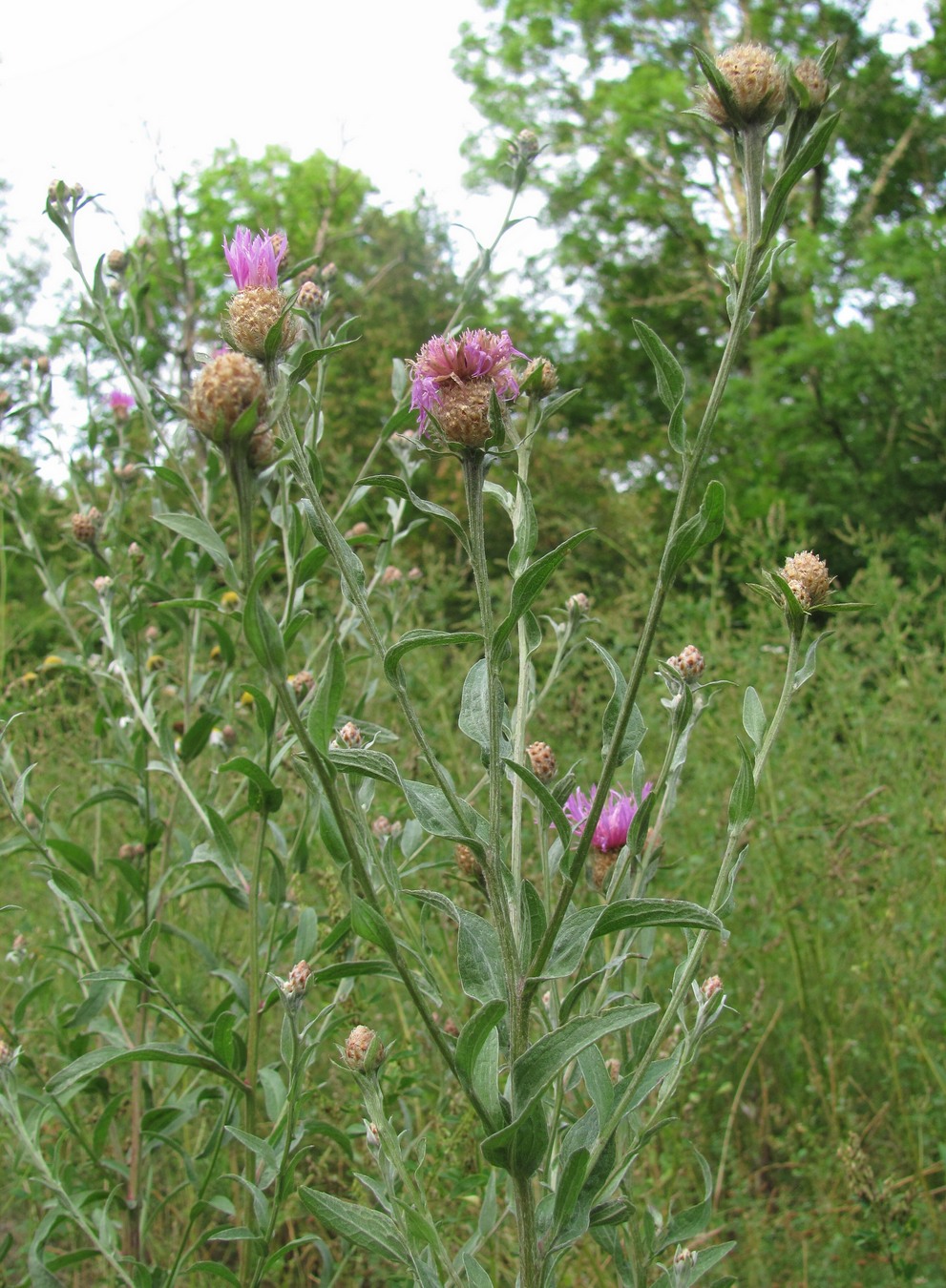 Image of Centaurea jacea ssp. substituta specimen.