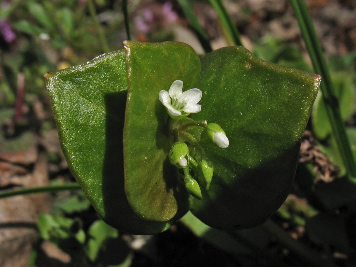 Image of Claytonia perfoliata specimen.