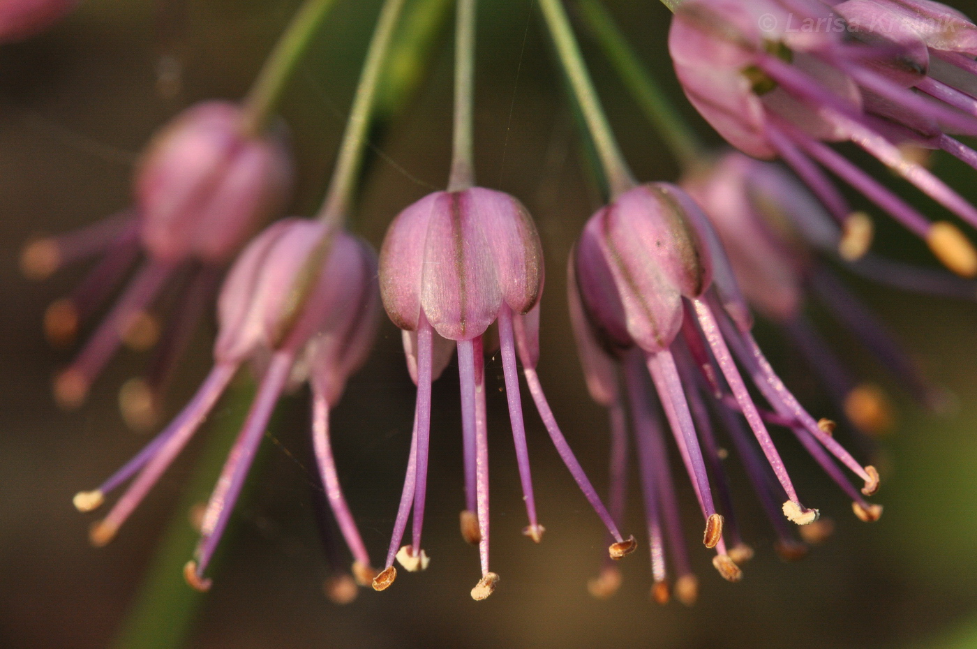 Image of Allium sacculiferum specimen.