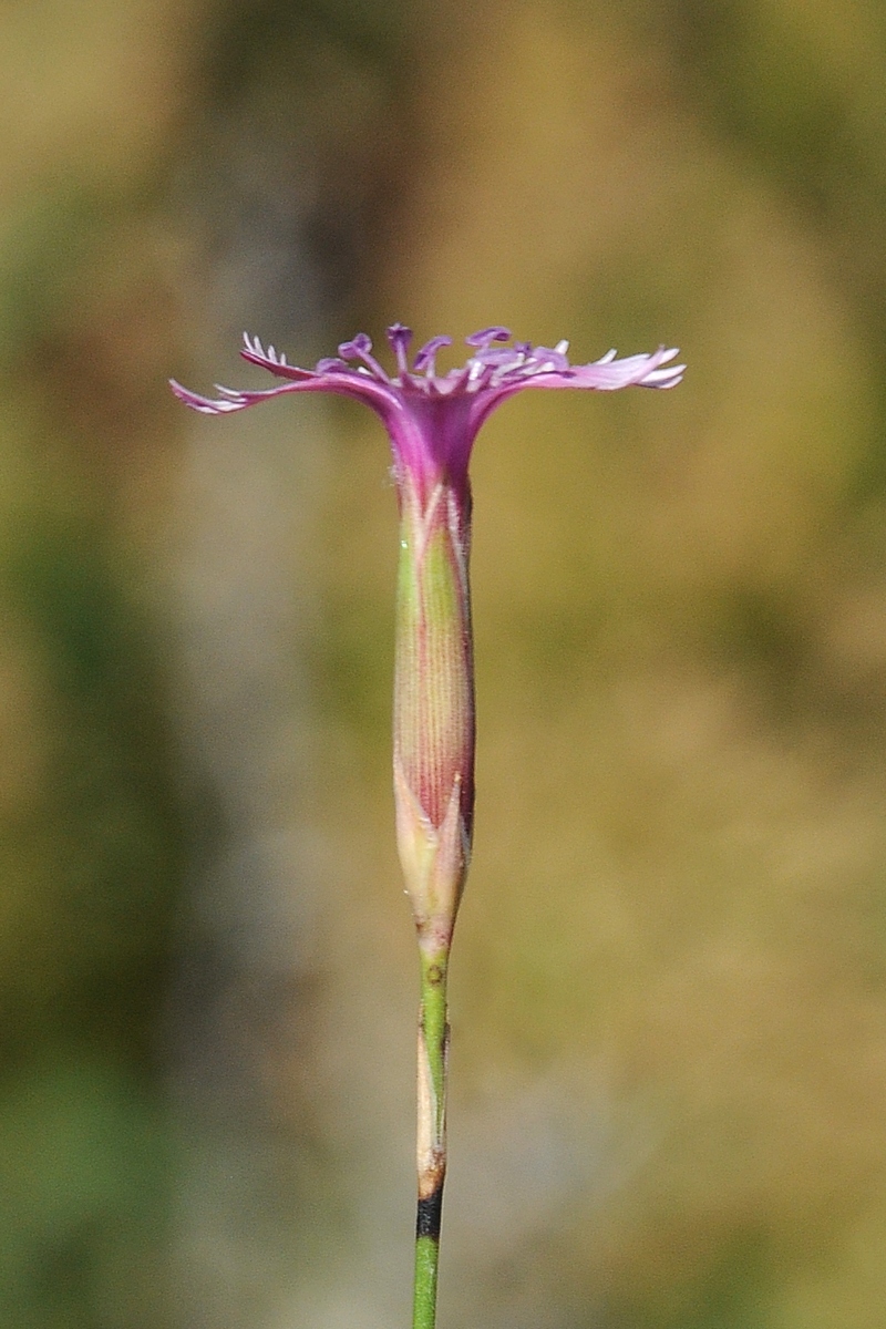 Image of Dianthus karataviensis specimen.