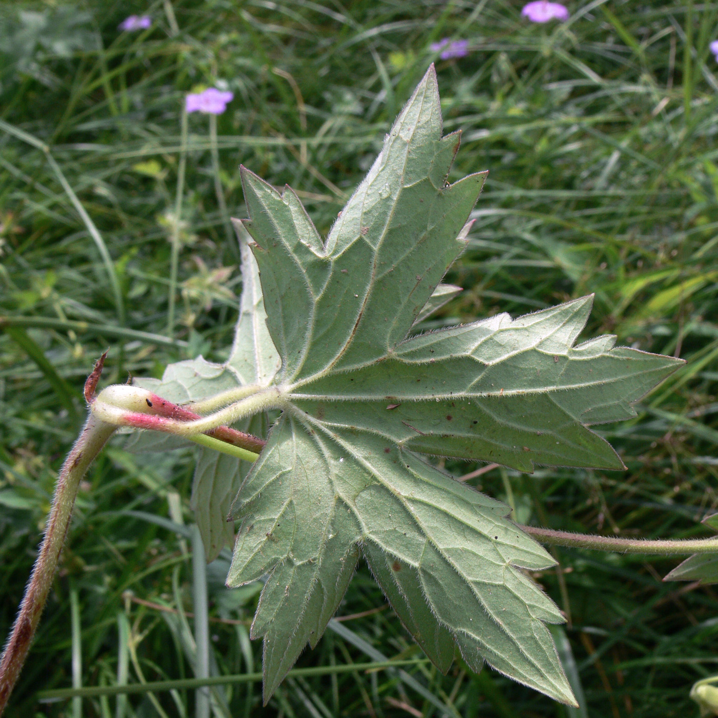 Изображение особи Geranium wlassovianum.