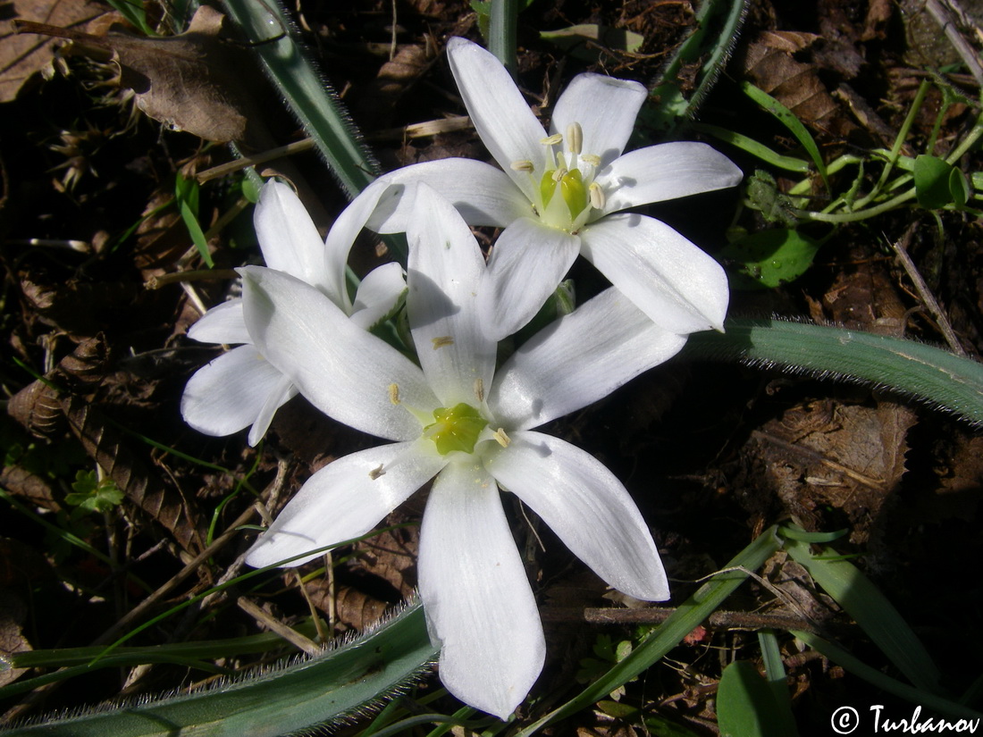 Изображение особи Ornithogalum fimbriatum.