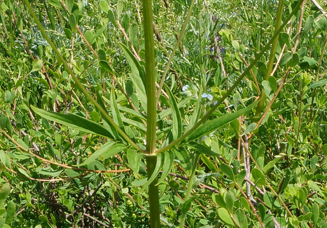 Изображение особи Valeriana dubia.