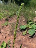 Plantago major. Колос с цветками и завязавшимися плодами. Амурская обл., Бурейский р-н, окр. с. Виноградовка, песчаный овраг. 28.07.2016.