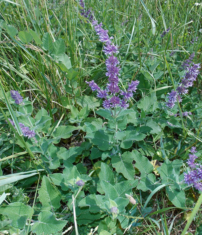 Изображение особи Salvia verticillata.