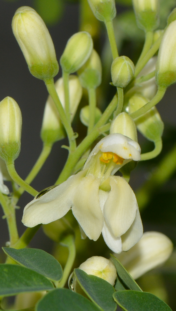 Image of Moringa oleifera specimen.