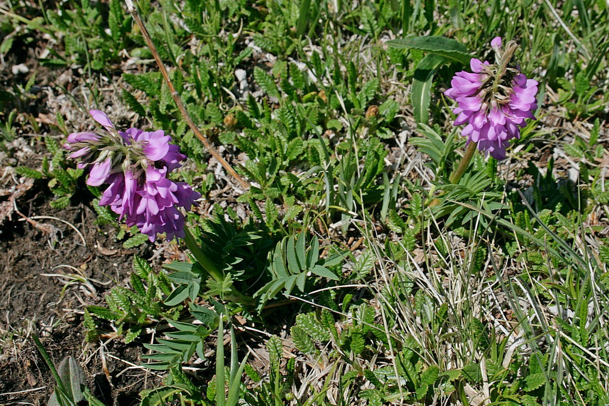 Image of Hedysarum austrosibiricum specimen.