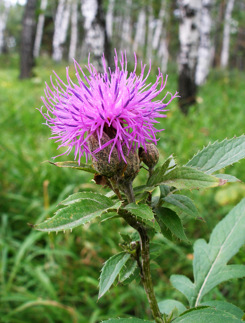 Image of Serratula coronata specimen.