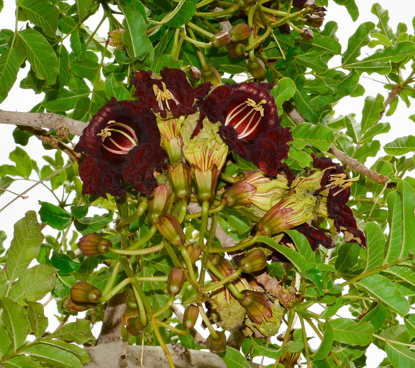 Image of Kigelia pinnata specimen.