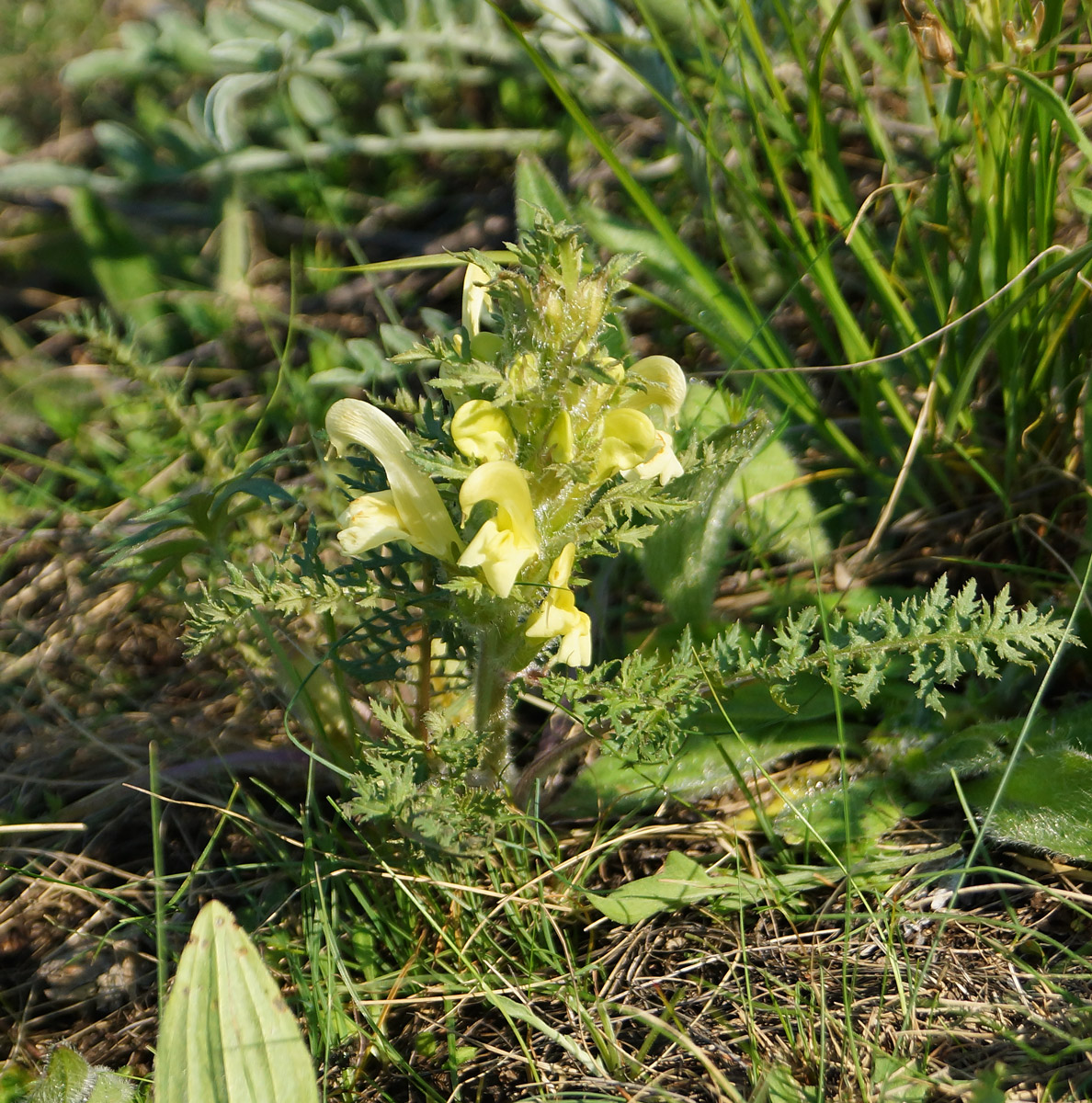 Изображение особи Pedicularis physocalyx.