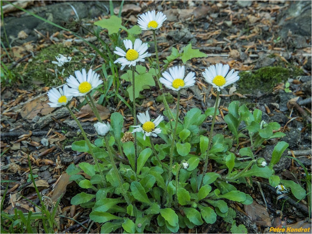 Изображение особи Bellis perennis.