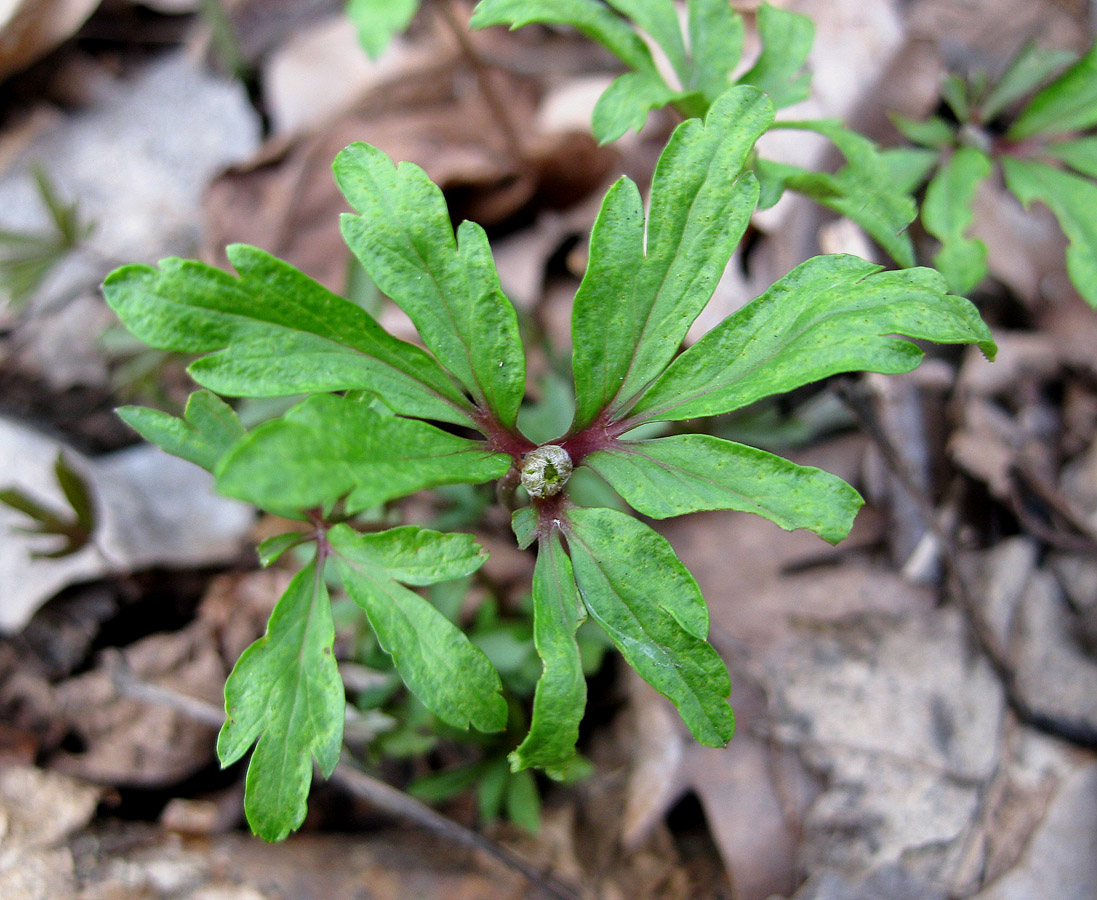 Image of Anemone ranunculoides specimen.