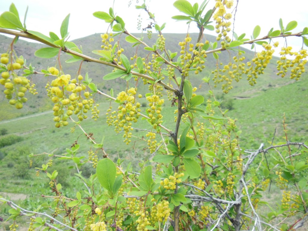 Image of Berberis vulgaris specimen.