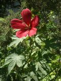 genus Hibiscus