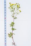 Potentilla argentea