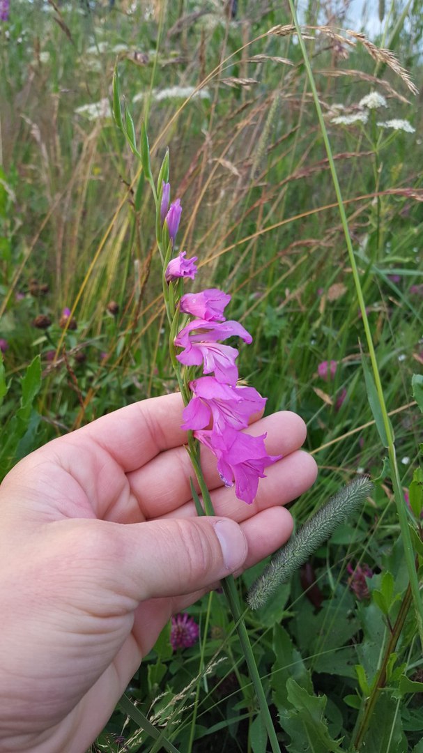 Изображение особи Gladiolus imbricatus.