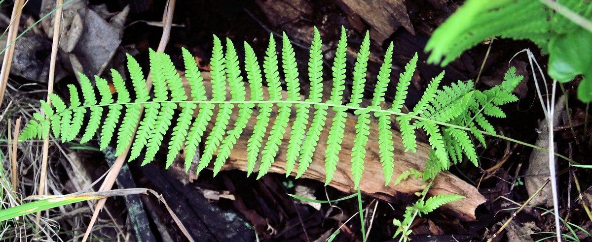 Изображение особи Parathelypteris nipponica.