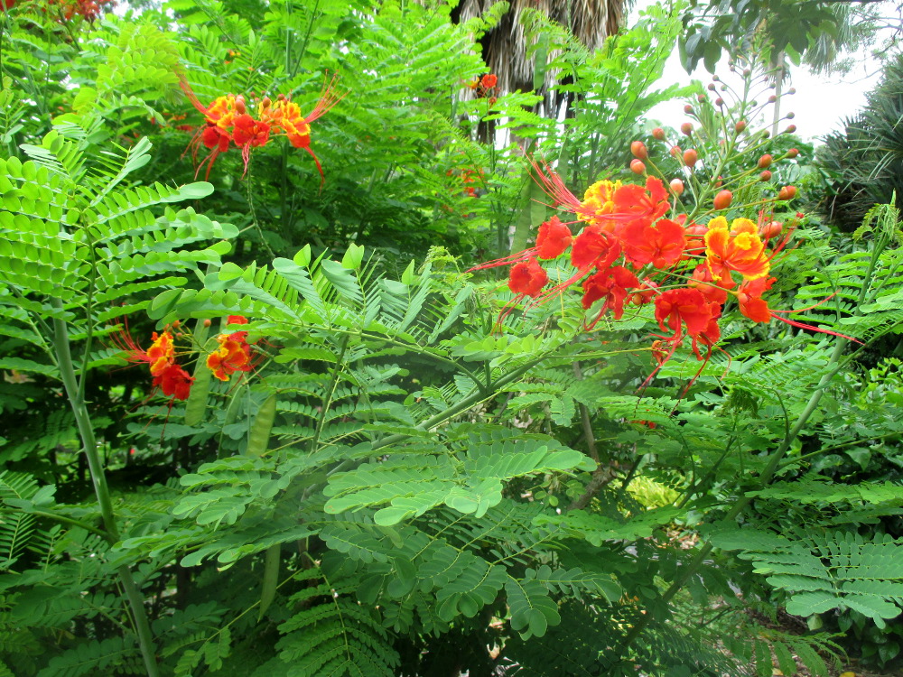 Изображение особи Caesalpinia pulcherrima.