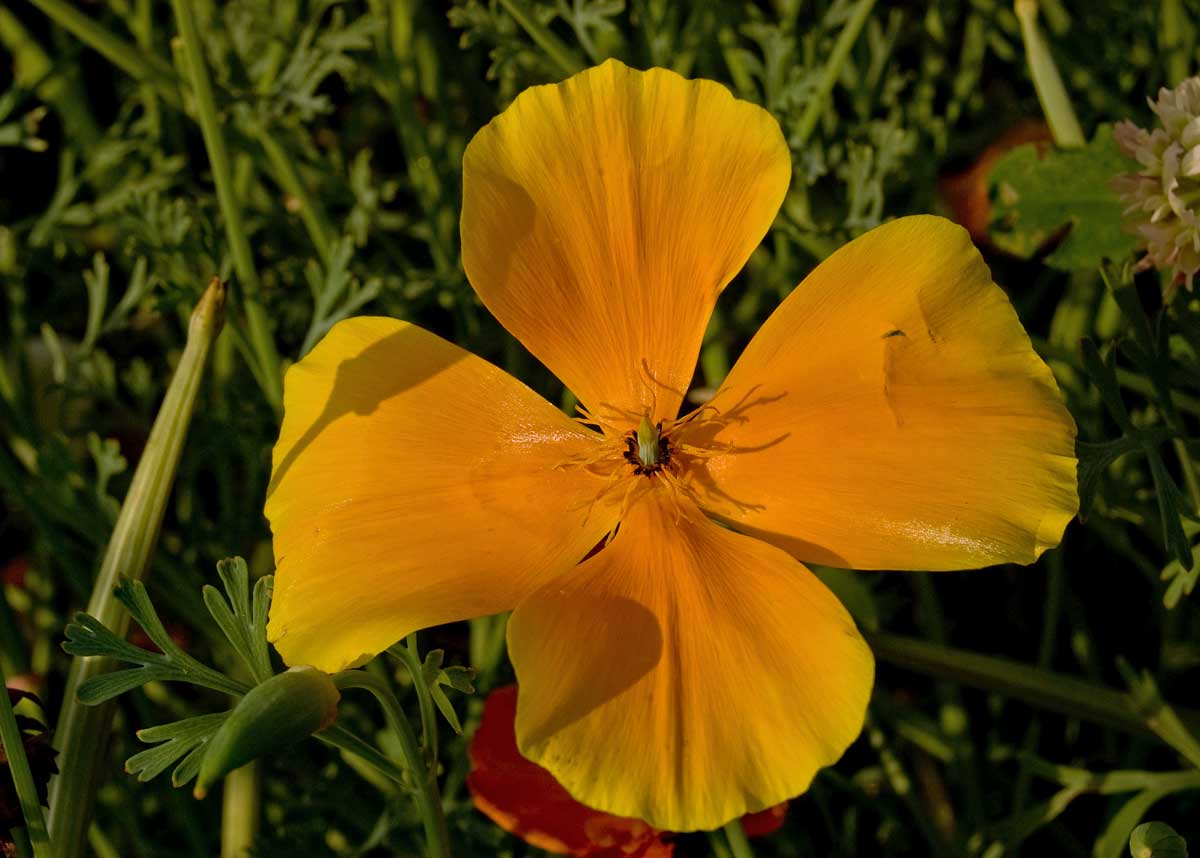 Image of Eschscholzia californica specimen.