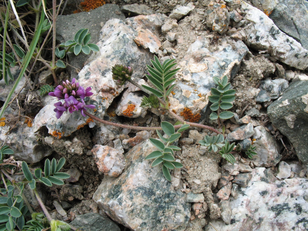 Изображение особи Oxytropis lapponica.