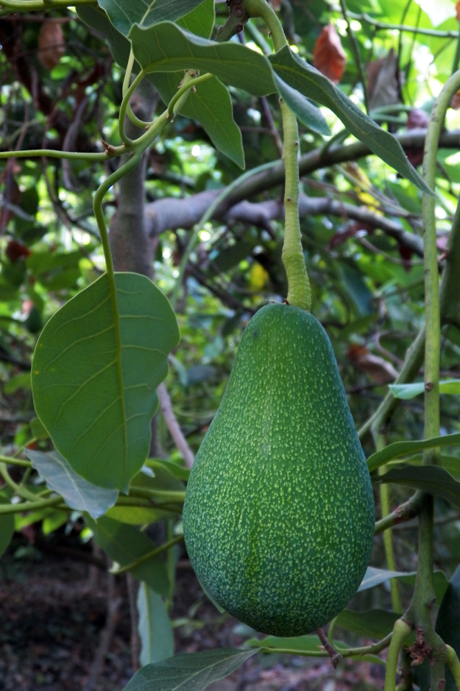 Image of Persea americana specimen.